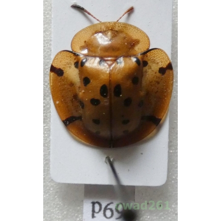Cassidae sp. Philippines69d